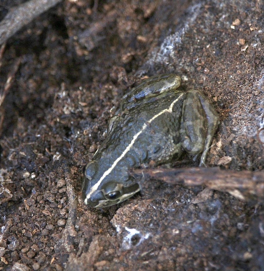 Spotted grass frog - Limnodynastes tasmaniensis Found in eucalyptus tree forest under a decaying branch Australia,Eamw frogs,Fall,Geotagged,Limnodynastes tasmaniensis,MAY 2023,Spotted grass frog