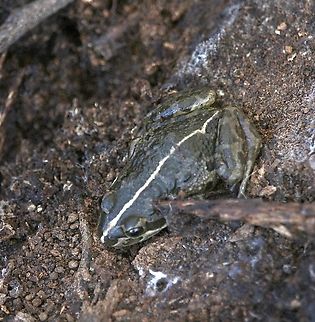 Spotted grass frog - Limnodynastes tasmaniensis Found in eucalyptus tree forest under a decaying branch Australia,Eamw frogs,Fall,Geotagged,Limnodynastes tasmaniensis,MAY 2023,Spotted grass frog