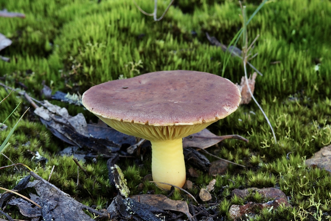 Gilled Bolete - Phylloporus rhodoxanthus  Australia,Eamw bolete,Eamw fungi,Fall,Geotagged,Phylloporus rhodoxanthus