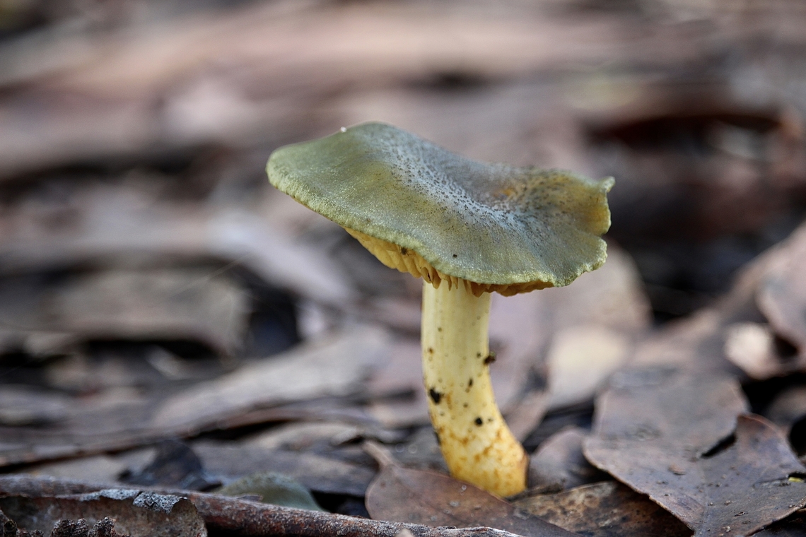 Green skinhead - Cortinarius austrovenetus  Australia,Cortinarius austrovenetus,EW cortinarius,Eamw fungi,Fall,Geotagged,Green skin-head