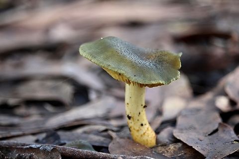 Green skinhead - Cortinarius austrovenetus  Australia,Cortinarius austrovenetus,EW cortinarius,Eamw fungi,Fall,Geotagged,Green skin-head