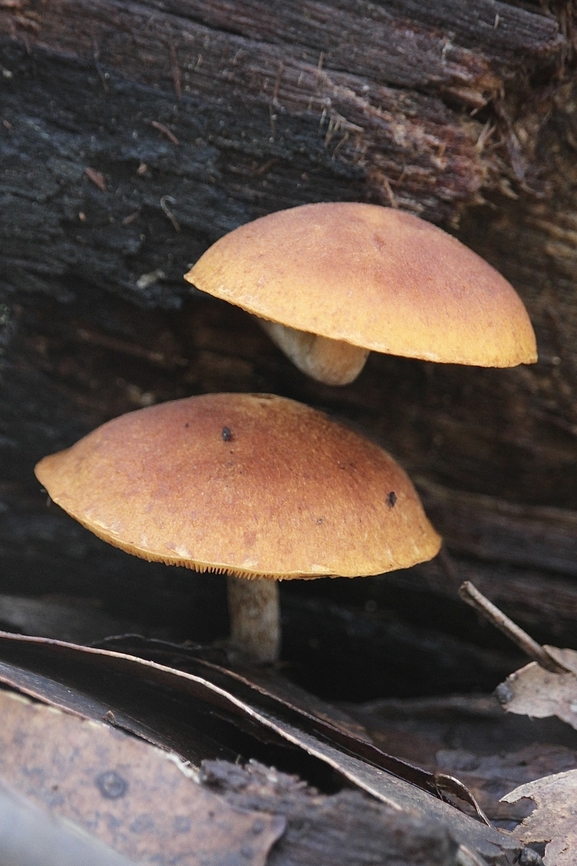 Genus Gymnopilus Growing on decaying eucalyptus tree trunk. Australia,Eamw fungi,Fall,Geotagged