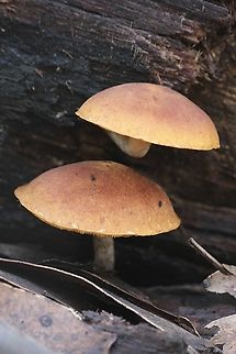 Genus Gymnopilus Growing on decaying eucalyptus tree trunk. Australia,Eamw fungi,Fall,Geotagged