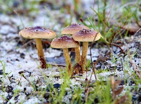 Genus - Pholiota  Australia,Eamw fungi,Fall,Geotagged