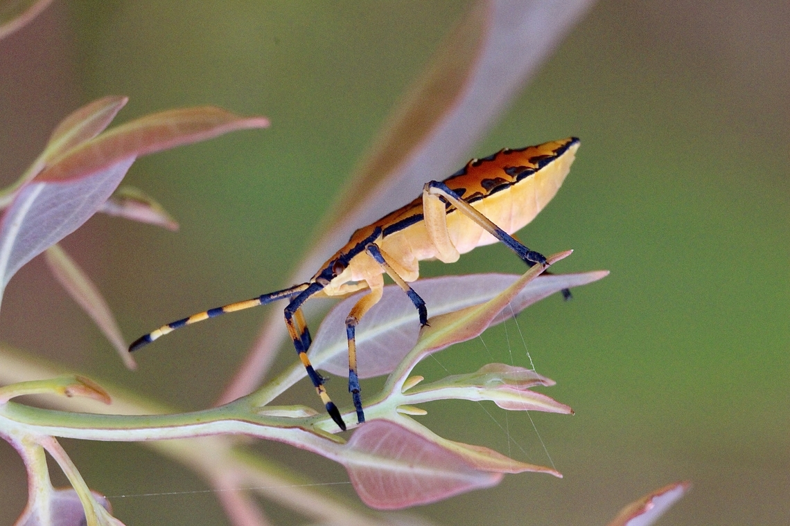 Leaf -footed bug - Amorbus alternatus  Amorbus alternatus,Australia,Eamw shield bugs,Geotagged,Summer
