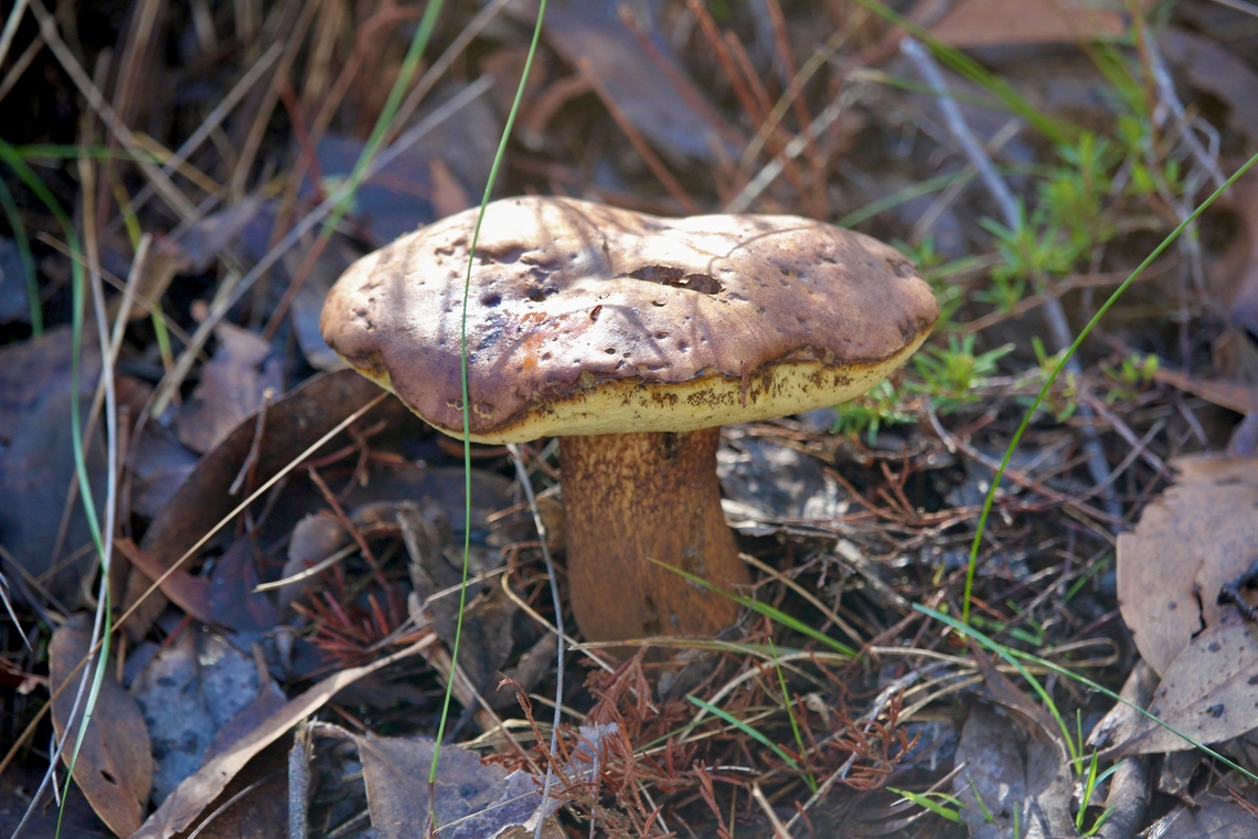Unidentified -Boletus  Australia,Eamw bolete,Eamw fungi,Fall,Geotagged