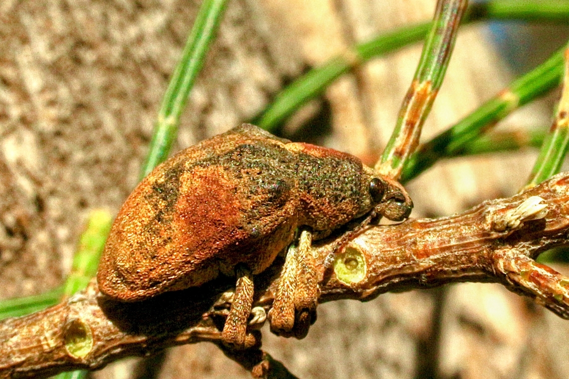 Tribe: Gonipterini Possibly Gonipterini scutelatus Australia,Eamw weevils,Fall,Geotagged