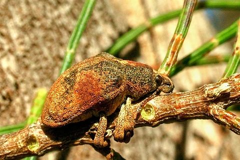Tribe: Gonipterini Possibly Gonipterini scutelatus Australia,Eamw weevils,Fall,Geotagged