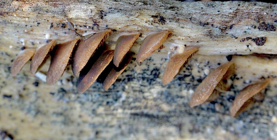Wood Oysterling - Deconica horizontalis  Australia,Deconica horizontalis,Eamw fungi,Fall,Geotagged