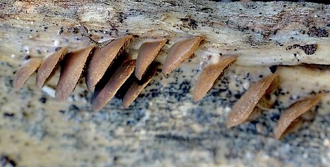 Wood Oysterling - Deconica horizontalis  Australia,Deconica horizontalis,Eamw fungi,Fall,Geotagged