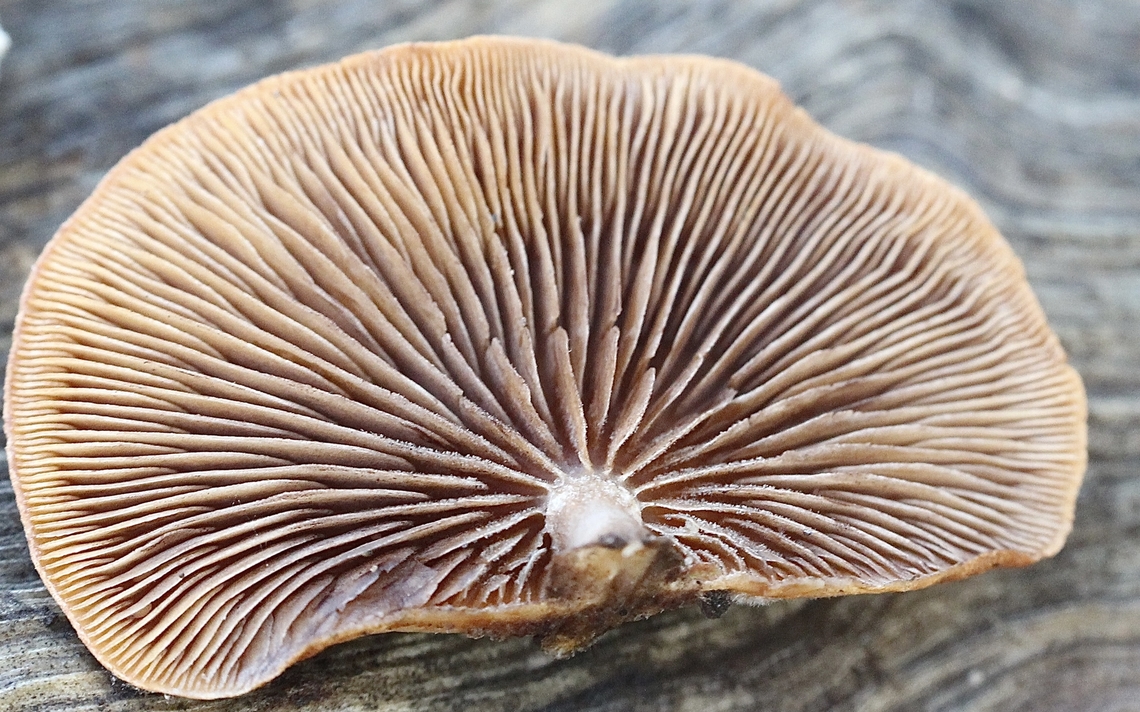 Wood Oysterling - Deconica horizontalis  Australia,Deconica horizontalis,Eamw fungi,Fall,Geotagged