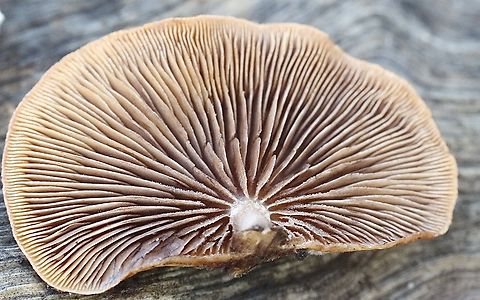 Wood Oysterling - Deconica horizontalis  Australia,Deconica horizontalis,Eamw fungi,Fall,Geotagged