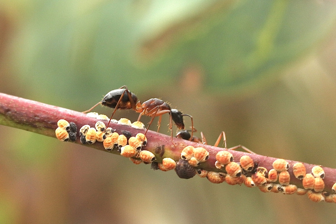 Typical Sugar Ants  Genus Camponotus Tending to scale insects Australia,Geotagged,Summer,eamw ants