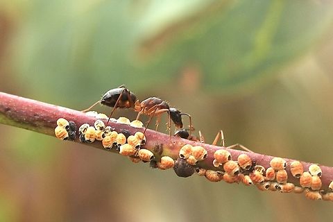 Typical Sugar Ants  Genus Camponotus Tending to scale insects Australia,Geotagged,Summer,eamw ants