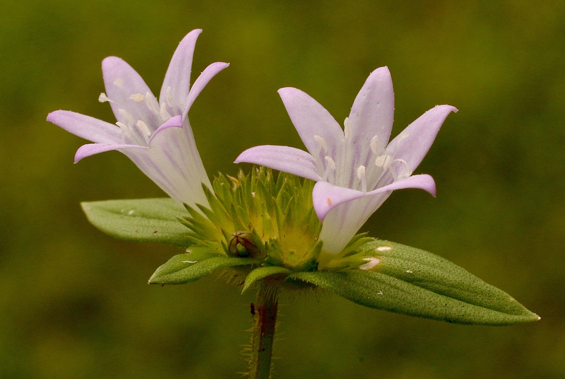 Mexican clover - Richardia grandiflora  Eamw flora,Florida,Geotagged,Richardia grandiflora,Summer,United States,Upload Aug 2023