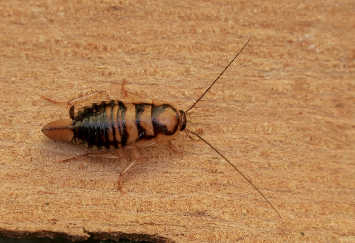 Shelford's Cockroach - Robshelfordia circumducta Looks like final instar, but is a female which are wingless. Australia,Eamw cockroaches,Fall,Geotagged,Robshelfordia circumducta,Spring Mount Conservation Park South