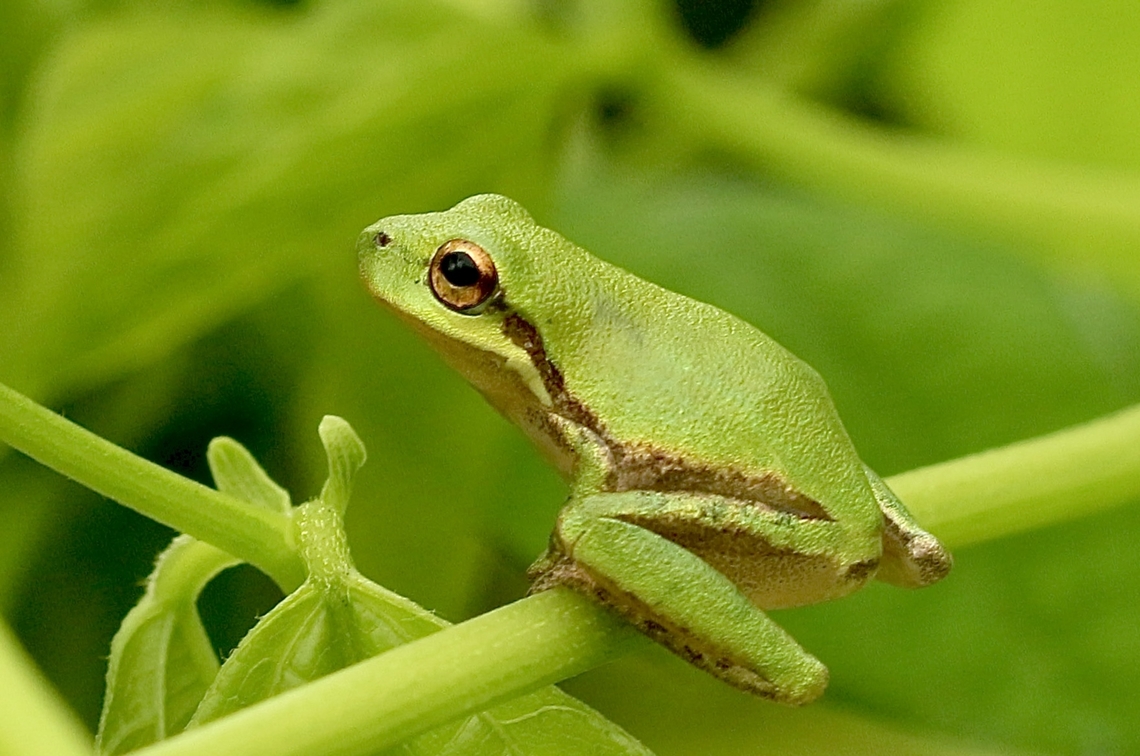 Pine Barren Tree frog - Dryophytes andersonii Previously Hyla andersonii  Dryophytes andersonii,Geotagged,Pine Barrens tree frog,Summer,United States