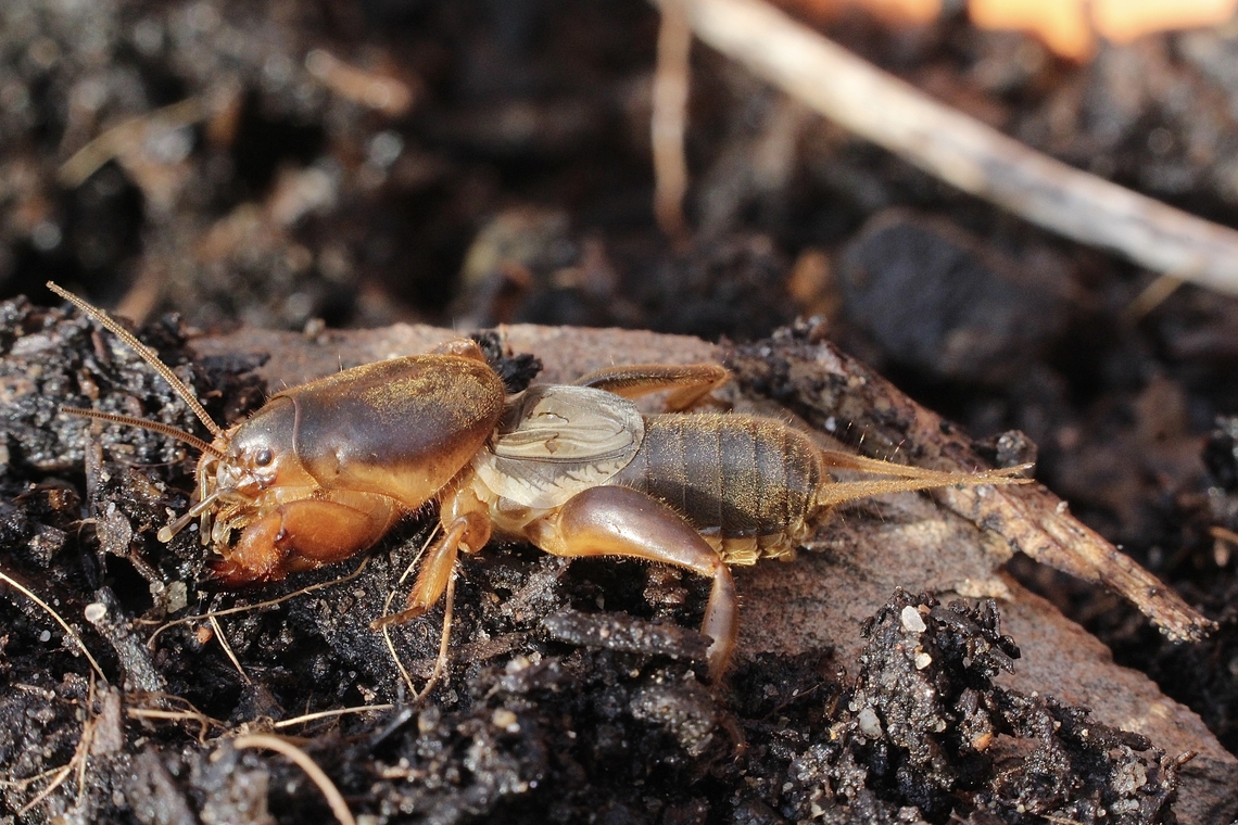 Australian Mole Cricket - Gryllotalpa australis  Australia,Australian Mole Cricket,Eamw June 23,Eamw crickets,Encounter Bay SA,Fall,Geotagged,Gryllotalpa australis
