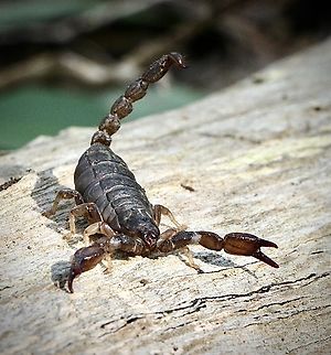 Black rock scorpion- Urodacus manicatus  Australia,Black rock scorpion,Eamw July 23,Eamw Scorpions,Geotagged,Scorpion,Spring Mount conservation park SA,Urodacus manicatus,Winter