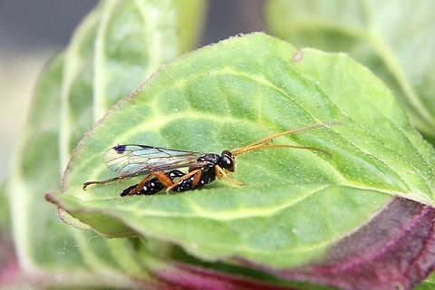 Echthromorpha intricatoria Body length approximately 12 mm.  Australia,Eamw july 23,Eamw wasps,Echthromorpha intricatoria,Encounter Bay SA,Geotagged,Winter