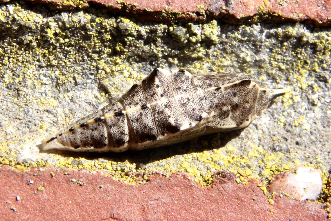 Small White - Pieris rapae Pupae on brick wall  Australia,Eamw butterflies,Eamw july 23,Eamw pupae,Encounter Bay SA,Geotagged,Pieris rapae,Small White,Winter