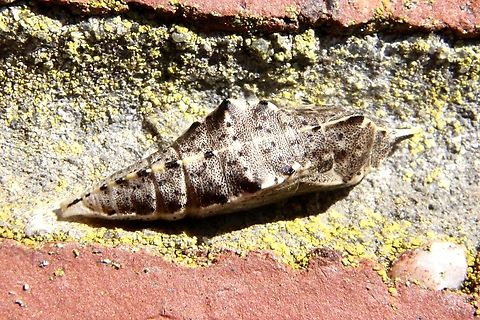 Small White - Pieris rapae Pupae on brick wall  Australia,Eamw butterflies,Eamw july 23,Eamw pupae,Encounter Bay SA,Geotagged,Pieris rapae,Small White,Winter