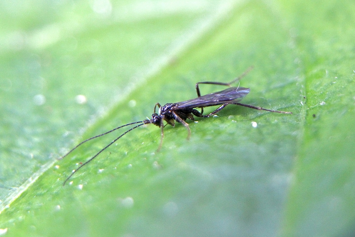Unidentified species of Bracionid wasp Very small wasp ,body only about 3mm Australia,Bracionid wasps,Eamw no I’d,Eamw wasps,Encounter Bay SA,Geotagged,Winter