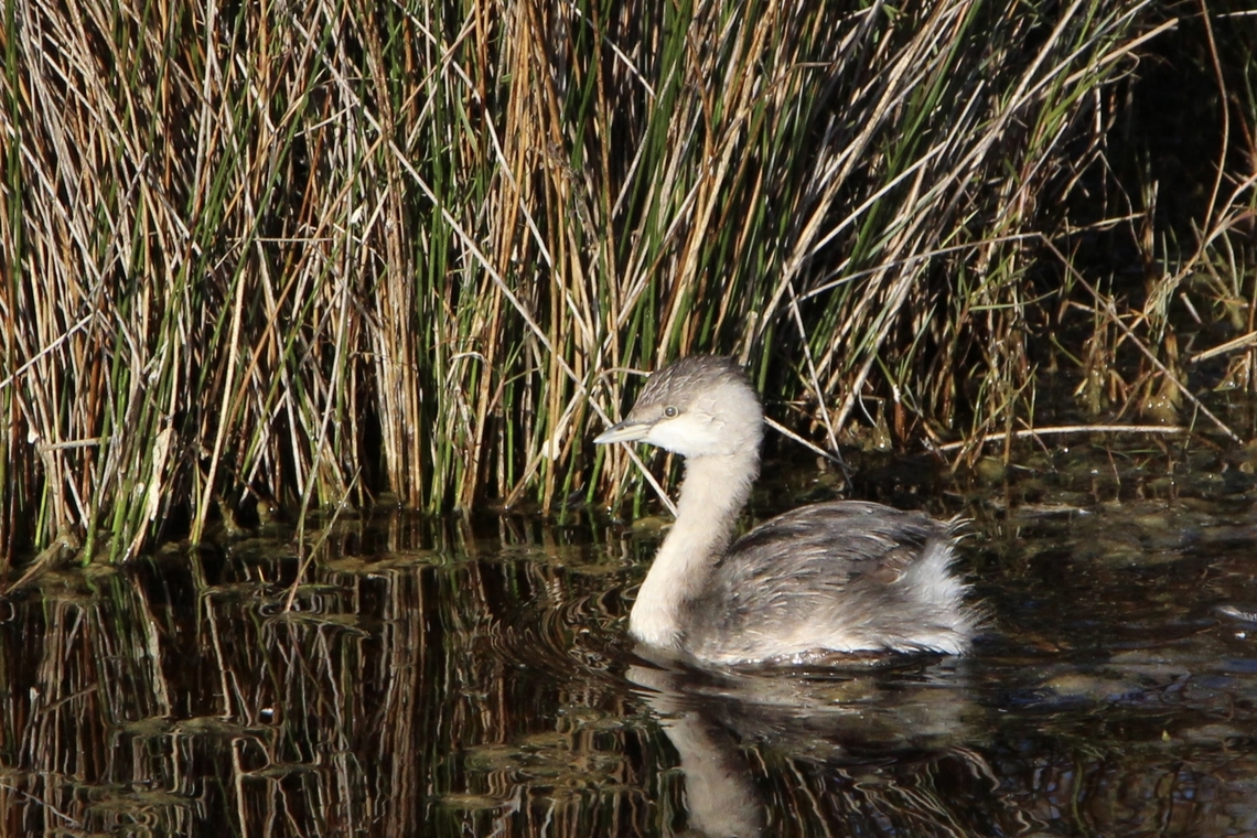 Australian grebe - Tachybaptus novaehollandiae) Found close to the coast in brackish water. Australasian grebe,Australia,Eamw birds,Eamw july 23,Geotagged,Newland head conservation park sa,Tachybaptus novaehollandiae,winter
