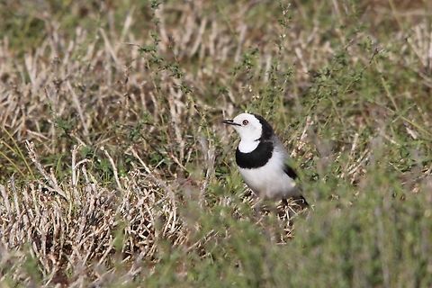 White-fronted chad - Epthianura albifrons  Australia,Eamw birds,Epthianura albifrons,Geotagged,Newland head conservation park sa,White-fronted chat,Winter