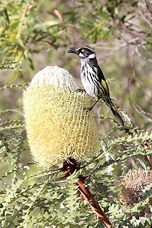 New Holland honeyeater- Phylidonyris novaehollandiae Feeding on Banksia speciosa. Australia,Eamw July 23,Eamw birds,Eamw honeyeaters,Geotagged,New Holland honeyeater,Newland head conservation park SA,Phylidonyris novaehollandiae,Winter