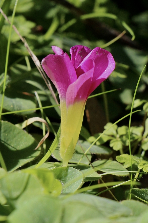 Purple wood sorrel - Oxalis purpurea An introduced species to Australia  Australia,Eamw flora,Geotagged,Nixon Skinner reserve SA,Oxalis purpurea,Purple woodsorrel,Winter