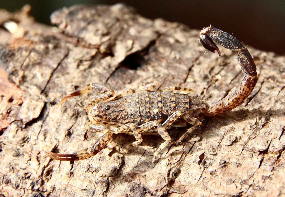 Marbled Scorpion - Lychas marmoreus Found many under eucalyptus bark.  Australia,Eamw july 23,Geotagged,Lychas marmoreus,Marbled Scorpion,Nixon Skinner reserve SA,Scorpions,Winter