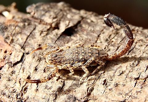 Marbled Scorpion - Lychas marmoreus Found many under eucalyptus bark.  Australia,Eamw july 23,Geotagged,Lychas marmoreus,Marbled Scorpion,Nixon Skinner reserve SA,Scorpions,Winter