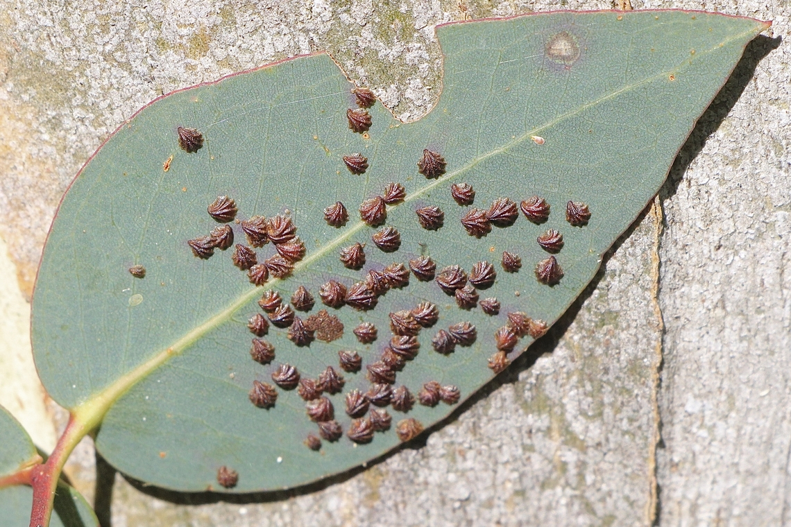 Shell Lerp Psyllids Genus Spondyliaspis On eucalyptus leaf. Australia,Eamw july 23,Eamw lerps,Eamw no I’d,Geotagged,Nixon Skinner reserve SA,Winter
