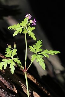 Unidentified species of Geranium Growing in eucalyptus forest, Australia,Eamw flora,Eamw july 23,Eamw no I’d,Geotagged,Geranium,Nixon Skinner reserve SA,Winter
