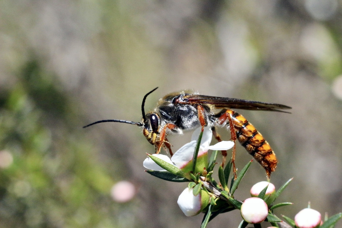 Flower wasp - Family Thynnidae  Australia,Bairnsdale Vic,Eamw wasps,Flower wasp,Geotagged,Spring,Thynnidae