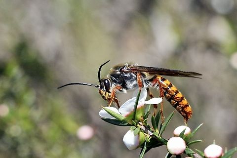 Flower wasp - Family Thynnidae  Australia,Bairnsdale Vic,Eamw wasps,Flower wasp,Geotagged,Spring,Thynnidae