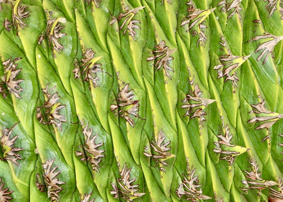 Norfolk Island pine Interesting pattern on a Norfolk Island pine cone. <br />
The tree is used widely in Australia in roadside plantings ,especially in seaside areas. Araucaria heterophylla,Australia,Eamw july 23,Encounter Bay SA,Geotagged,Norfolk Island pine,Summer