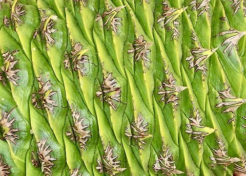 Norfolk Island pine Interesting pattern on a Norfolk Island pine cone. 
The tree is used widely in Australia in roadside plantings ,especially in seaside areas. Araucaria heterophylla,Australia,Eamw july 23,Encounter Bay SA,Geotagged,Norfolk Island pine,Summer