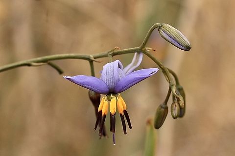 Blueberry lily - Dianella revoluta  Australia,Dianella refoluta,Eamw July,Eamw flora,Flinders Ranges SA,Geotagged,Spring