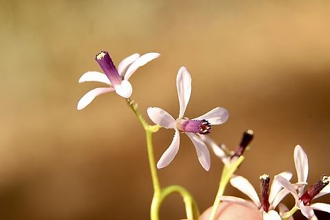Chinaberry tree - Melia azedarach  Australia,Chinaberry tree,Eamw flora,Eamw july 23,Flinders Ranges,Geotagged,Melia azedarach,Spring