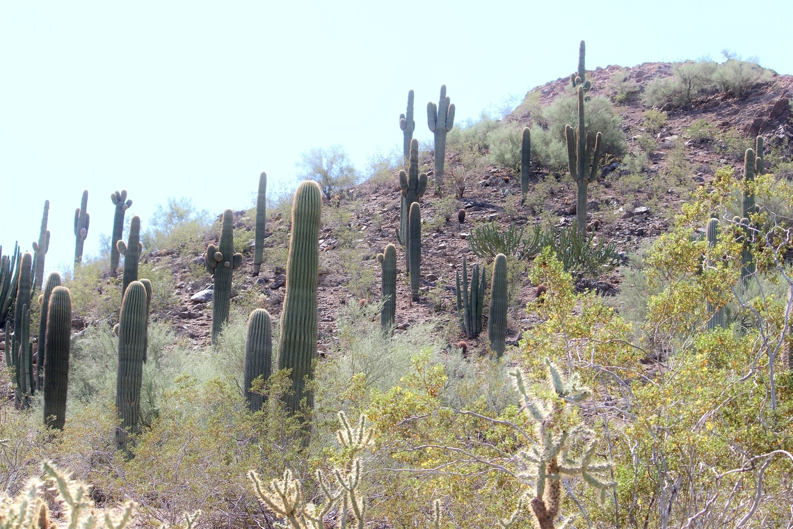 Organ pipe cactus - Carnegiea gigantea  Arizona,Carnegiea gigantea,Eamw july 23,Geotagged,Saguaro,Summer,USA,United States