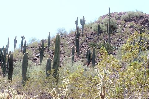 Organ pipe cactus - Carnegiea gigantea  Arizona,Carnegiea gigantea,Eamw july 23,Geotagged,Saguaro,Summer,USA,United States