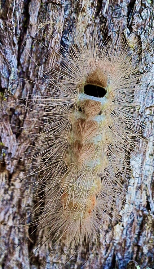 Moth caterpillar - Calliteara farenoides  Australia,Calliteara farenoides,Eamw,Eamw july 23,Fall,Geotagged,Illaroo