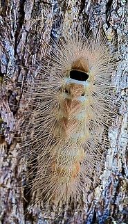 Moth caterpillar - Calliteara farenoides  Australia,Calliteara farenoides,Eamw,Eamw july 23,Fall,Geotagged,Illaroo