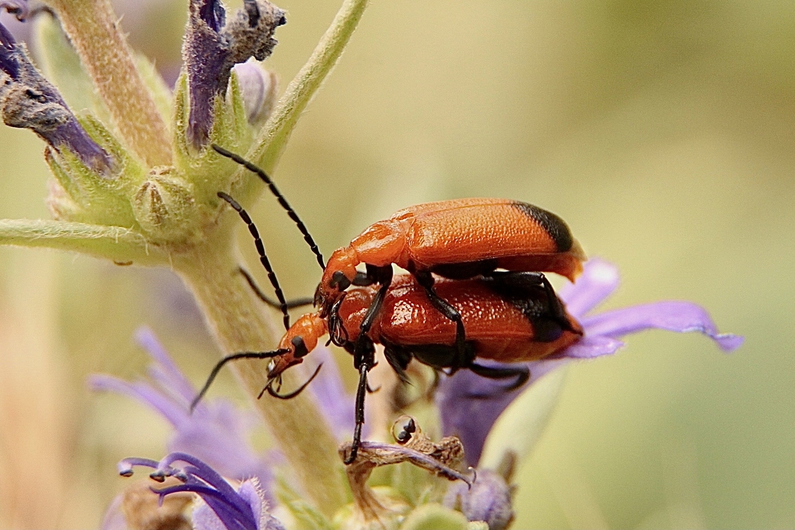 Unidentified beetle species ( for now)  Australia,Eamw beetles,Eamw july 23,Eamw no I&rsquo;d,Geotagged,Spring