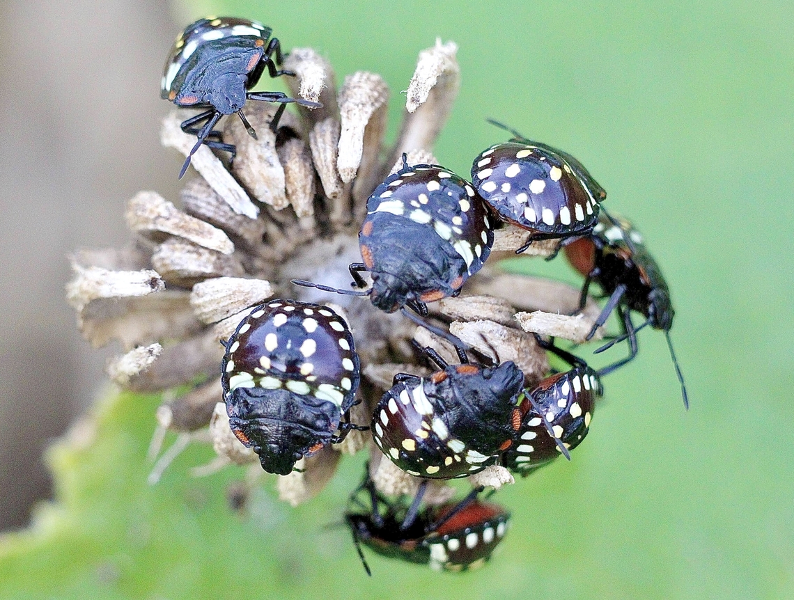Green vegetable bug - Nezara viridula Final instar  Australia,Beaconsfield VIC,Eamw july 23,Eamw stink bugs,Fall,Geotagged,Nezara viridula,Southern Green Stink Bug