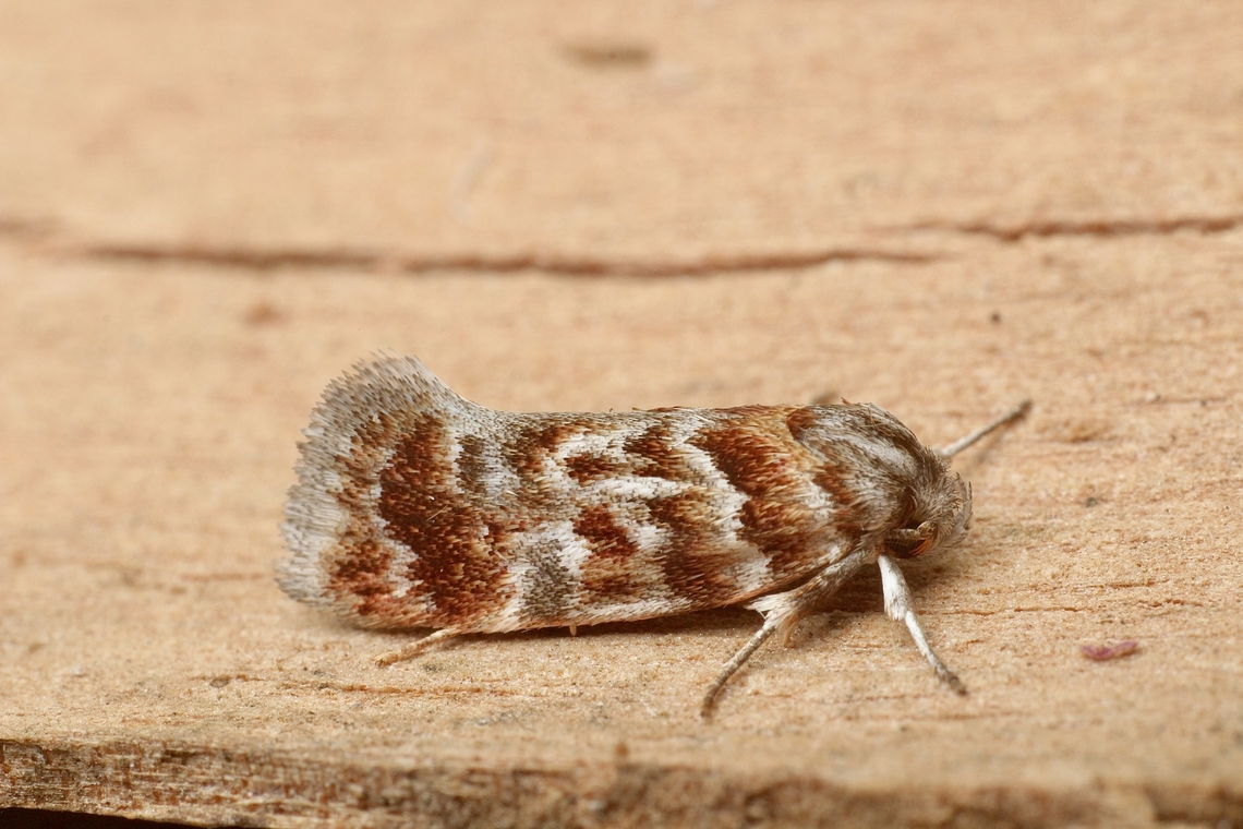 Acmotoma magniferella Attracted to UV light . Identified as per INaturalist  Acmotoma,Acmotoma magniferella,Australia,Eamw July 23,Eamw moth,Encounter Bay SA,Encounter Bay moth,Fall,Geotagged,UVL