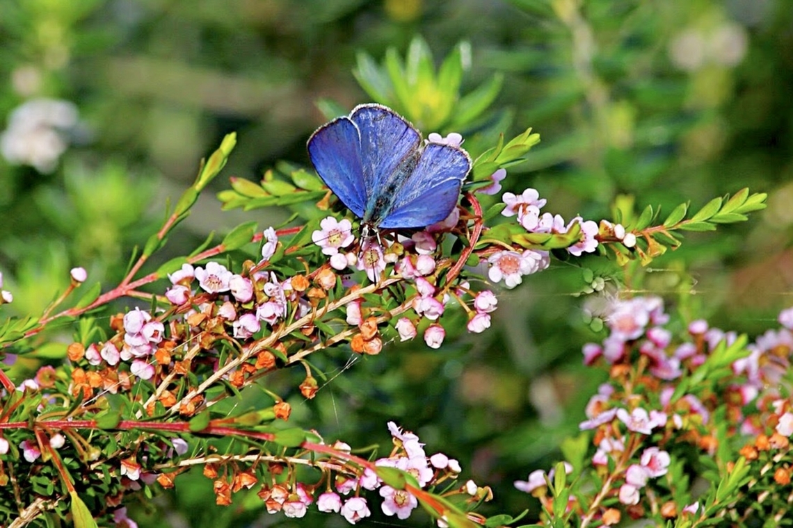 Pencilled Blue - Eirmocides absimilis Feeding on Leptospermum plant Australia,Common Pencilled Blue,Eirmocides absimilis,Geotagged,Winter
