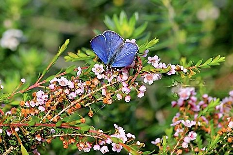Pencilled Blue - Eirmocides absimilis Feeding on Leptospermum plant Australia,Common Pencilled Blue,Eirmocides absimilis,Geotagged,Winter